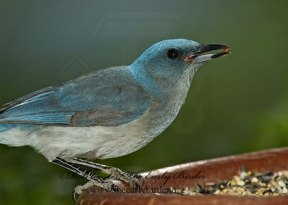 Aphelocoma wollweberi  MEXICAN JAY 5005974