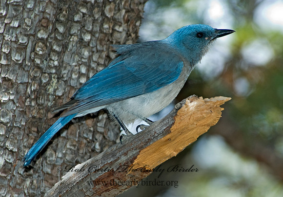 Aphelocoma wollweberi  MEXICAN JAY 5005997