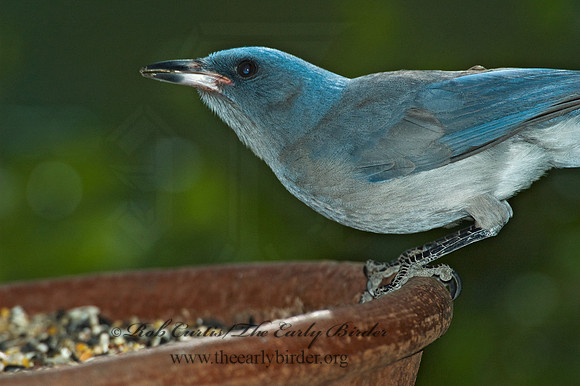 Aphelocoma wollweberi  MEXICAN JAY 5005981