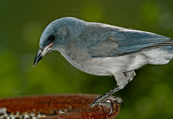 Aphelocoma wollweberi  MEXICAN JAY 5005978