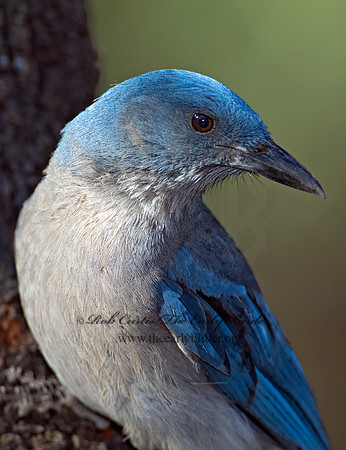 Aphelocoma wollweberi  MEXICAN JAY 7007436
