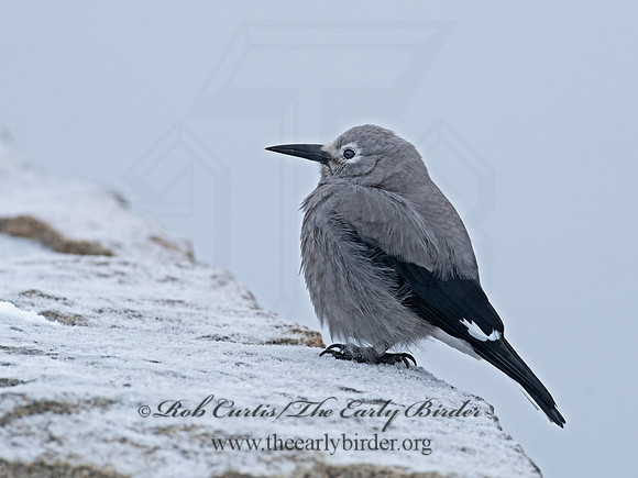 Nucifraga columbiana  CLARK'S NUTCRACKER 6037101