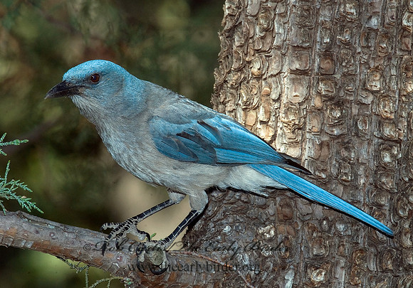 Aphelocoma wollweberi  MEXICAN JAY 7007441