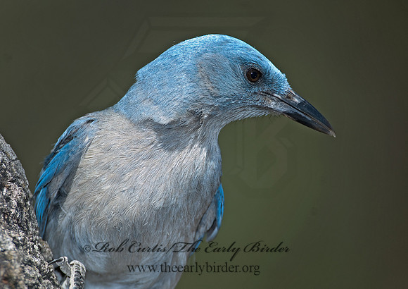 Aphelocoma wollweberi  MEXICAN JAY 7007500