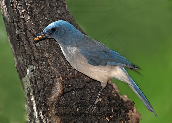Aphelocoma wollweberi  MEXICAN JAY 7007742