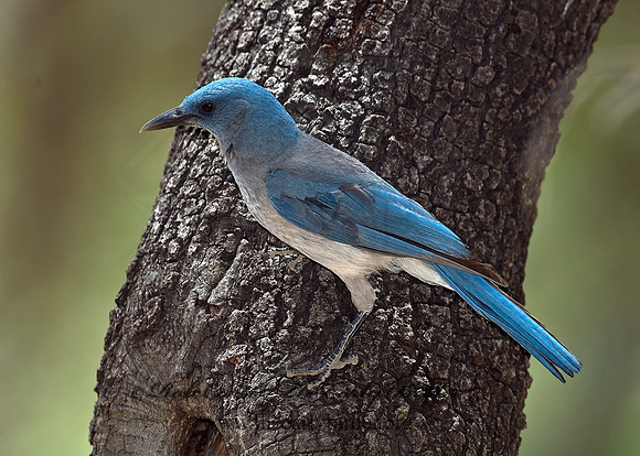 Aphelocoma wollweberi  MEXICAN JAY 7007646