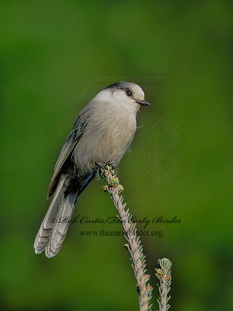 Perisoreus canadensis  GRAY JAY 62214