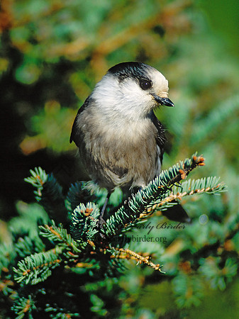Perisoreus canadensis  GRAY JAY 62232