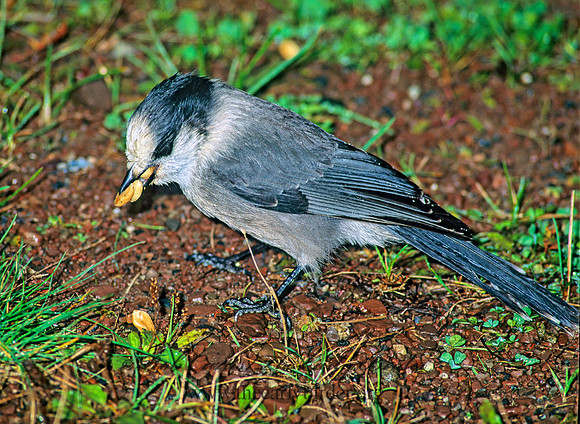Perisoreus canadensis  GRAY JAY 60014