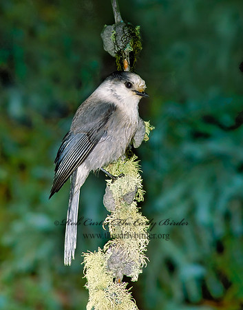 Perisoreus canadensis  GRAY JAY 98936