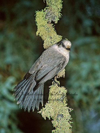 Perisoreus canadensis  GRAY JAY 99003