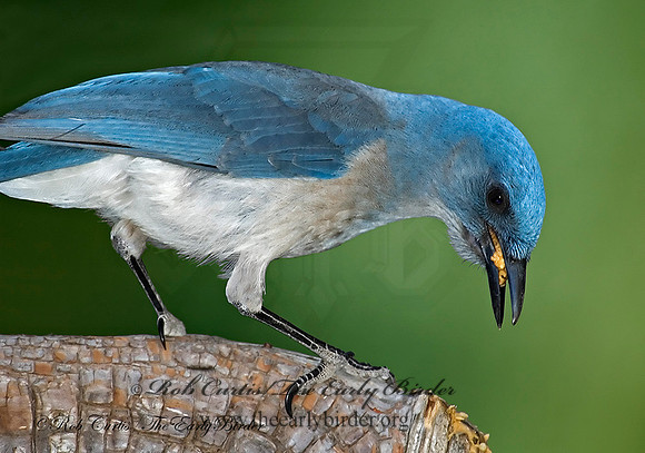 Aphelocoma wollweberi  MEXICAN JAY 5006388 copy