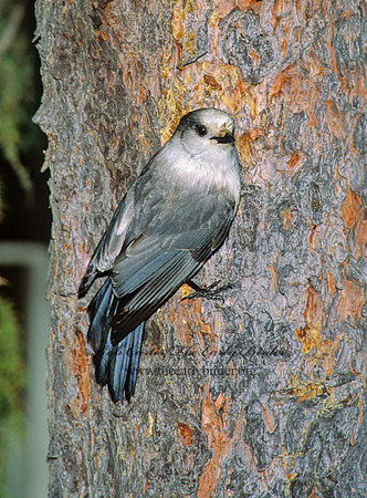 Perisoreus canadensis  GRAY JAY 99025