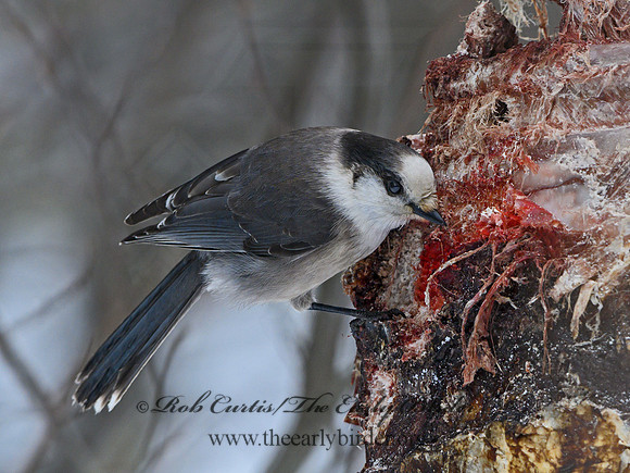 Perisoreus canadensis  GRAY JAY 3017047