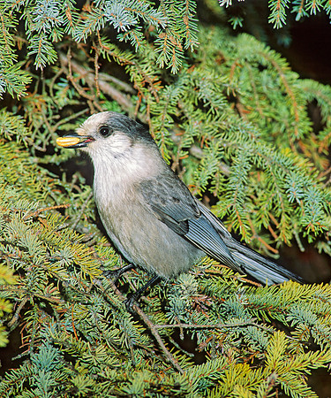Perisoreus canadensis  GRAY JAY 99029