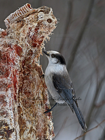 Perisoreus canadensis  GRAY JAY 3017056
