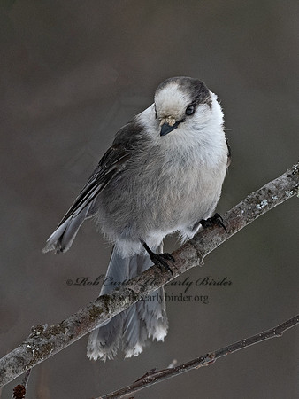 Perisoreus canadensis  GRAY JAY 3017068