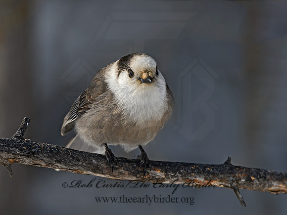 Perisoreus canadensis  GRAY JAY 3017665
