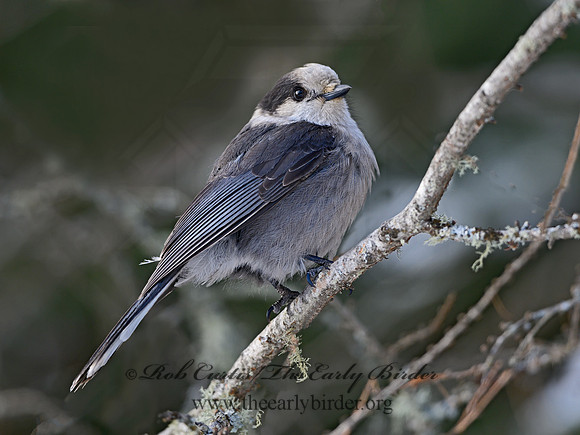 Perisoreus canadensis  GRAY JAY 3017661