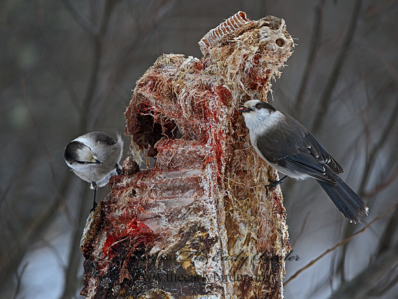 Perisoreus canadensis  GRAY JAY 3017058