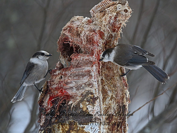 Perisoreus canadensis  GRAY JAY 3017059