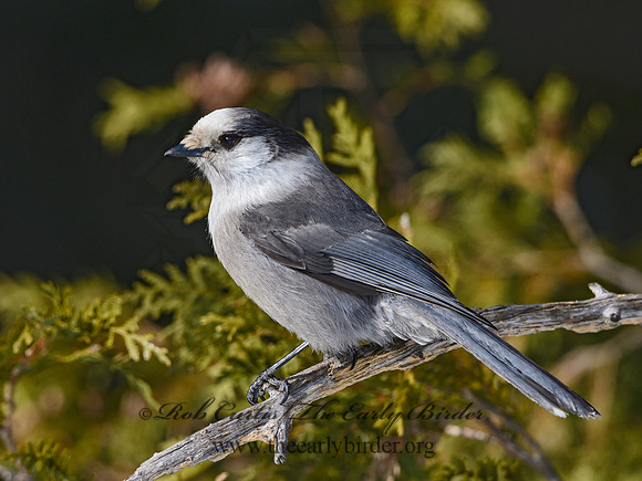 Perisoreus canadensis  GRAY JAY 3017668
