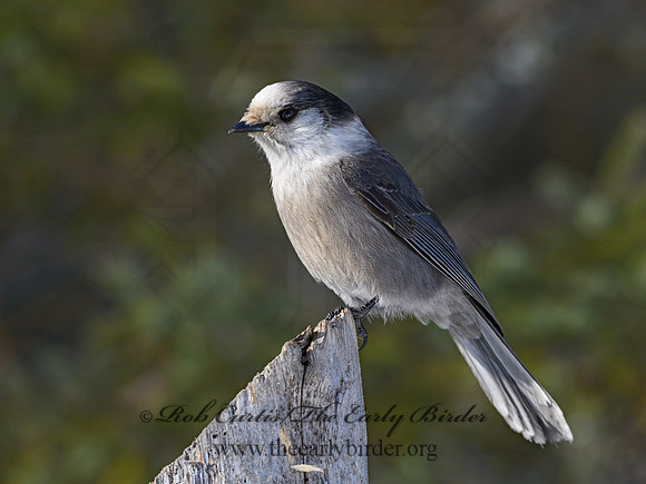 Perisoreus canadensis  GRAY JAY 3017670