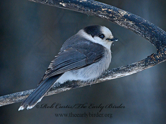Perisoreus canadensis  GRAY JAY 3017766