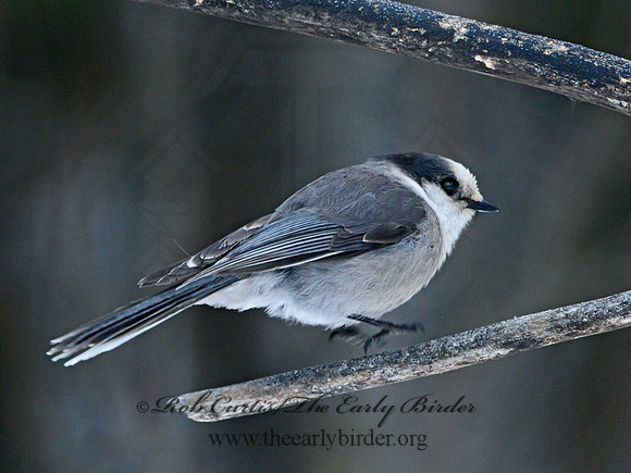 Perisoreus canadensis  GRAY JAY 3017769
