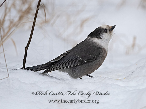 Perisoreus canadensis  GRAY JAY 3017782