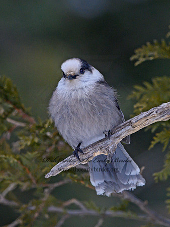 Perisoreus canadensis  GRAY JAY 3017795