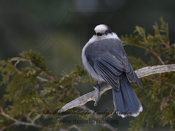 Perisoreus canadensis  GRAY JAY 3017801