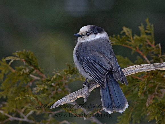 Perisoreus canadensis  GRAY JAY 3017800
