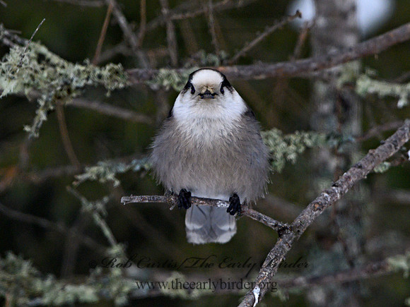 Perisoreus canadensis  GRAY JAY 3017808