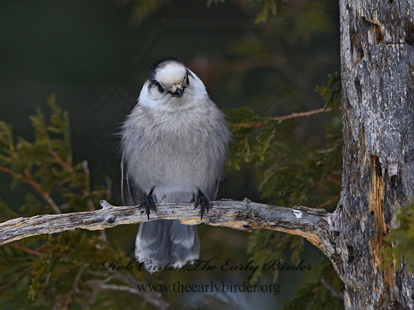 Perisoreus canadensis  GRAY JAY 3017802