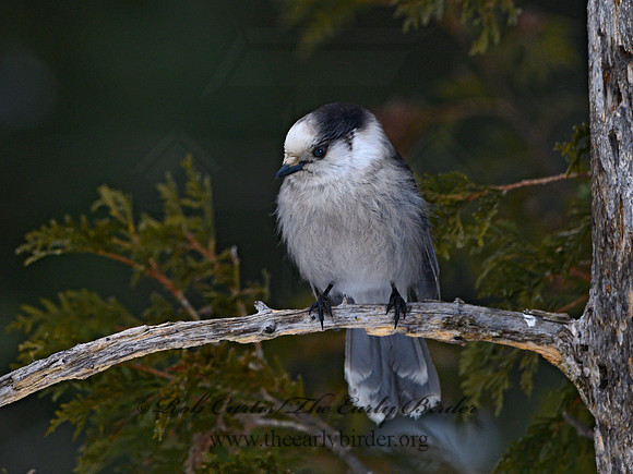 Perisoreus canadensis  GRAY JAY 3017805