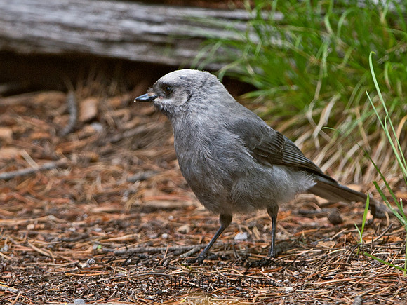 Perisoreus canadensis  GRAY JAY 9061075