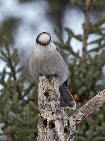 Perisoreus canadensis  GRAY JAY 9065667