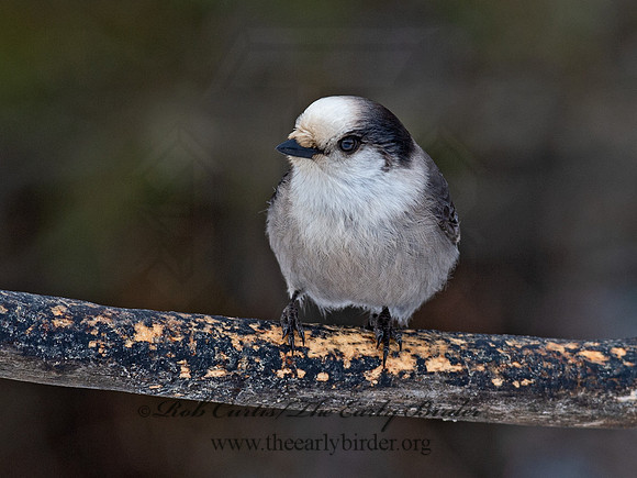 Perisoreus canadensis  GRAY JAY 9065670