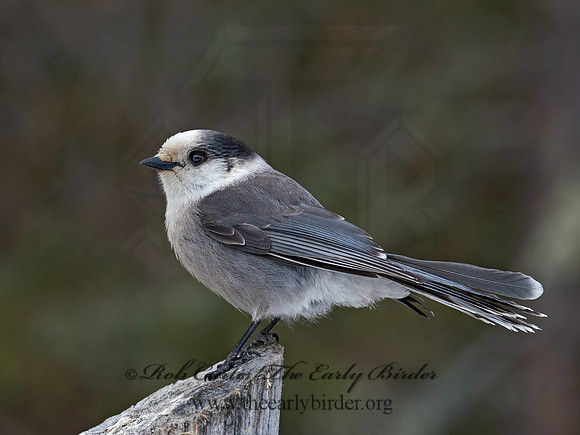 Perisoreus canadensis  GRAY JAY 9065674