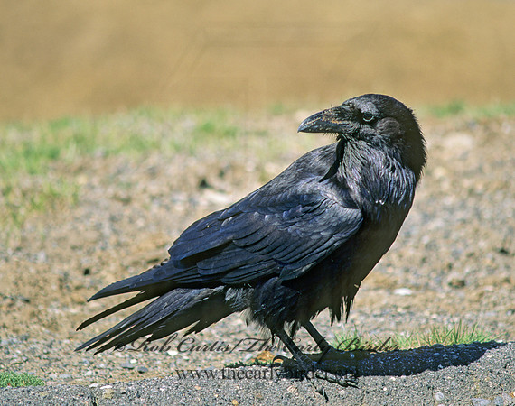 134002 Northern Raven