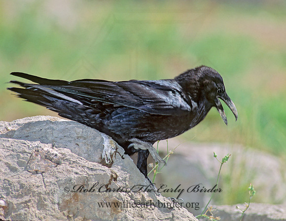 91733 Northern Raven