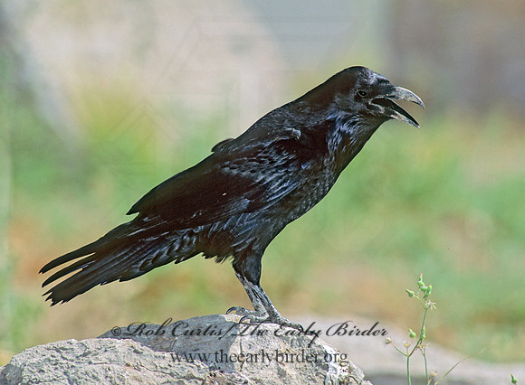 91730 Northern Raven