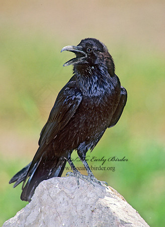 91803 Northern Raven