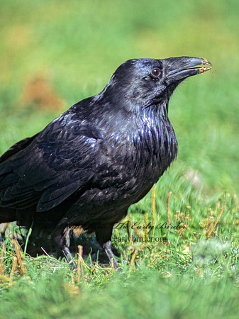 136902 Northern Raven