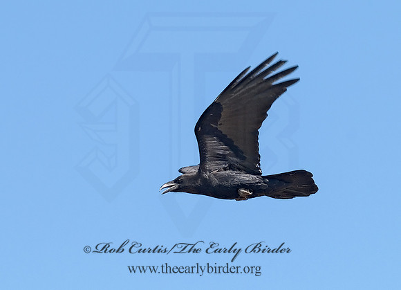 6026658 Northern Raven