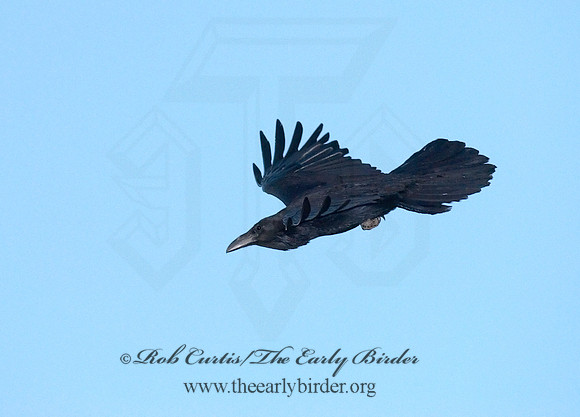 6026678 Northern Raven