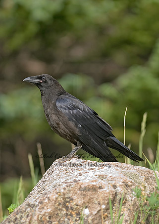6027443 Northern Raven