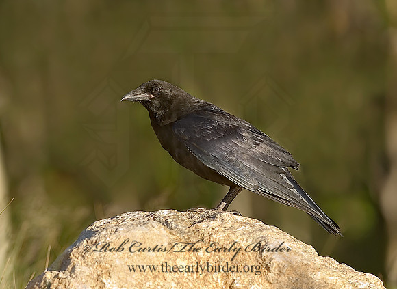 6027501 Northern Raven