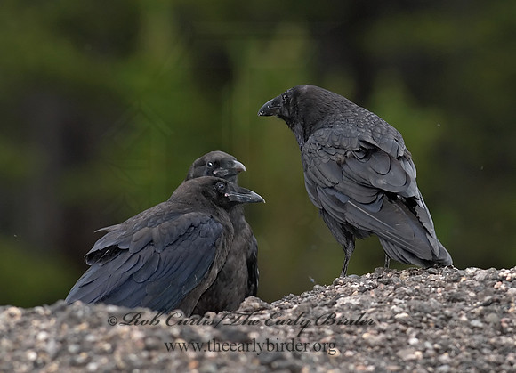 6027534 Northern Raven